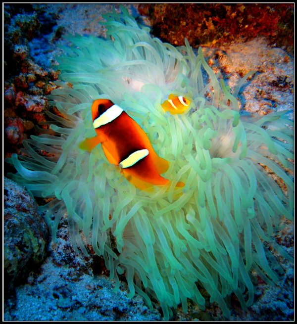 Clownfish